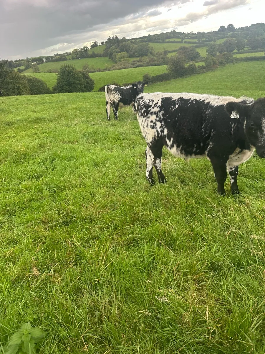 Speckled Park Bulls - Image 4