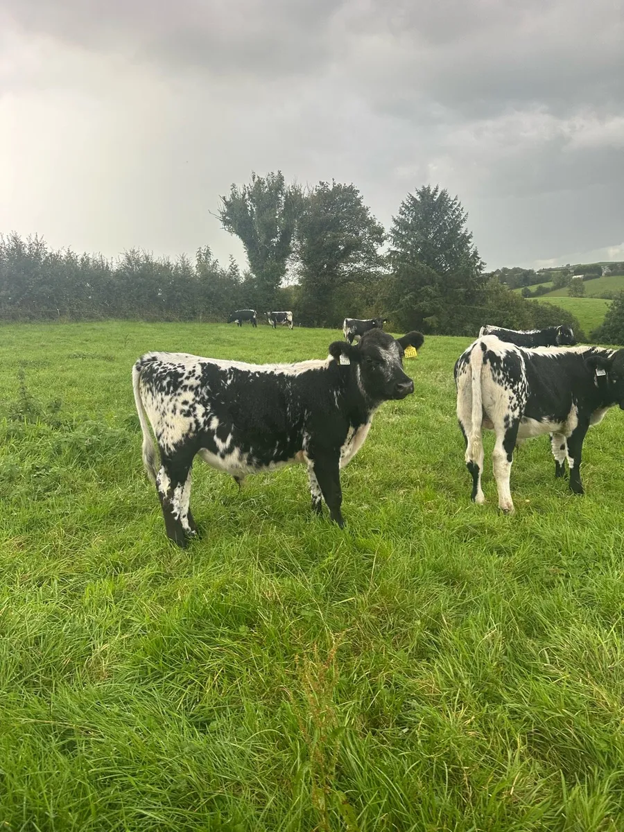Speckled Park Bulls - Image 1