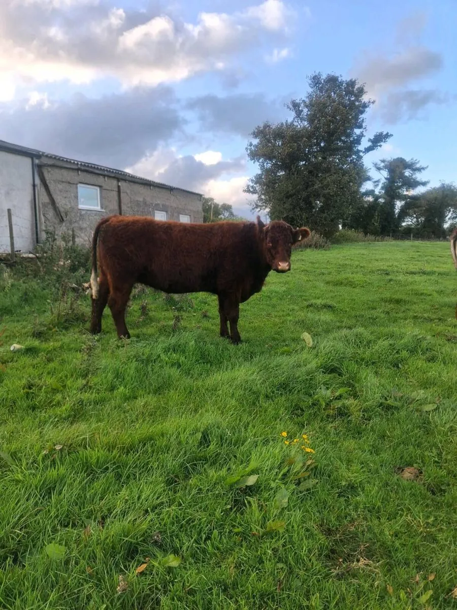 5 ⭐️ Pbnr  saler incalf heifer - Image 1