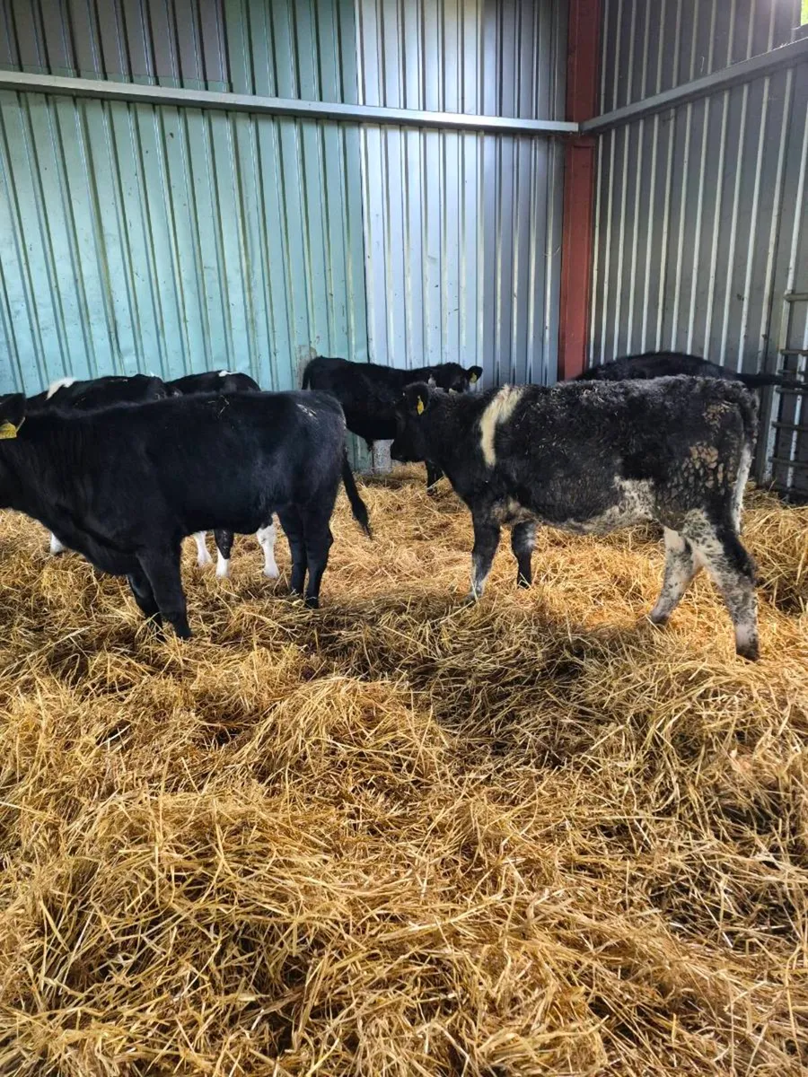 Bb, ,angus,heifer Calves - Image 1