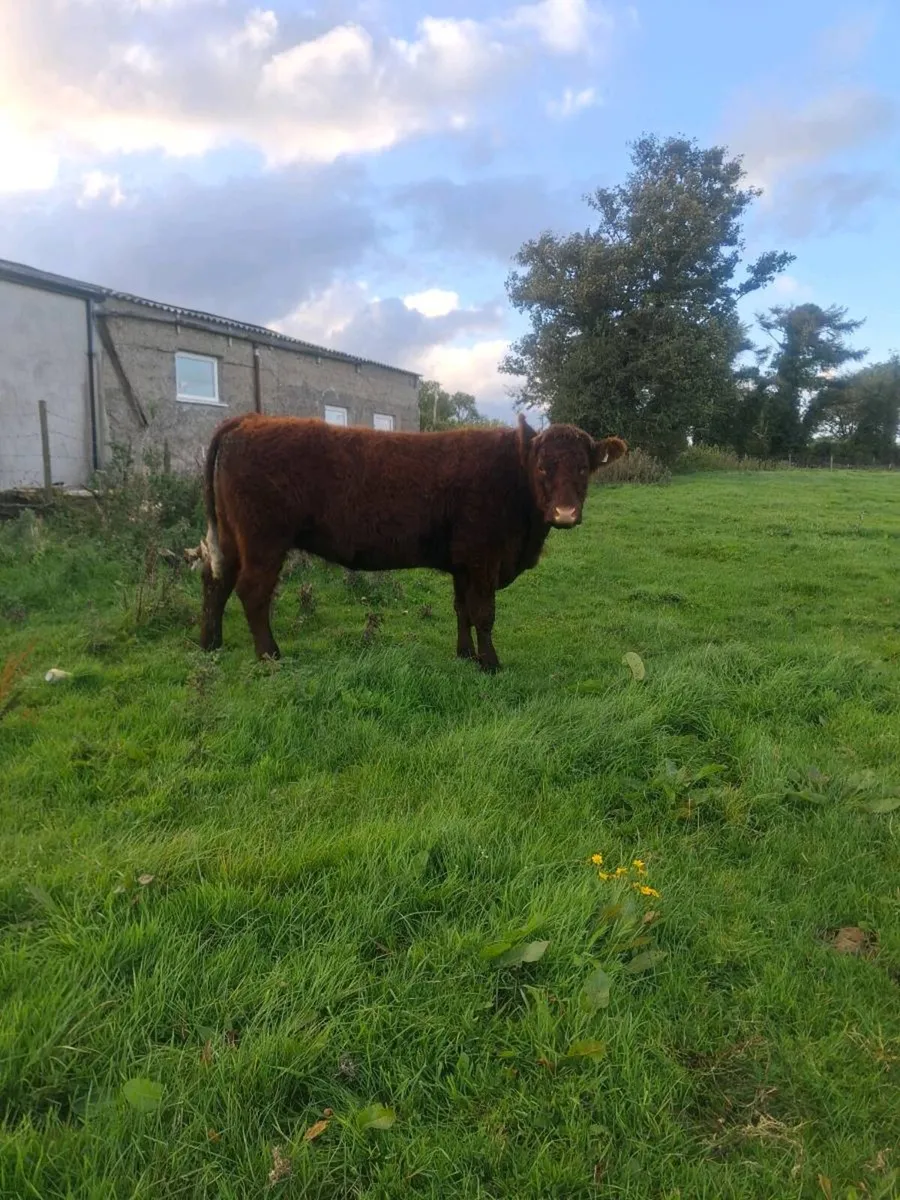 5 ⭐️ Pbnr  saler incalf heifer - Image 2