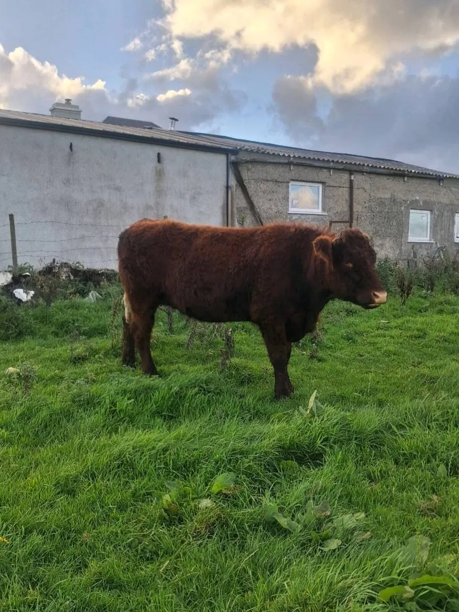 5 ⭐️ Pbnr  saler incalf heifer - Image 3