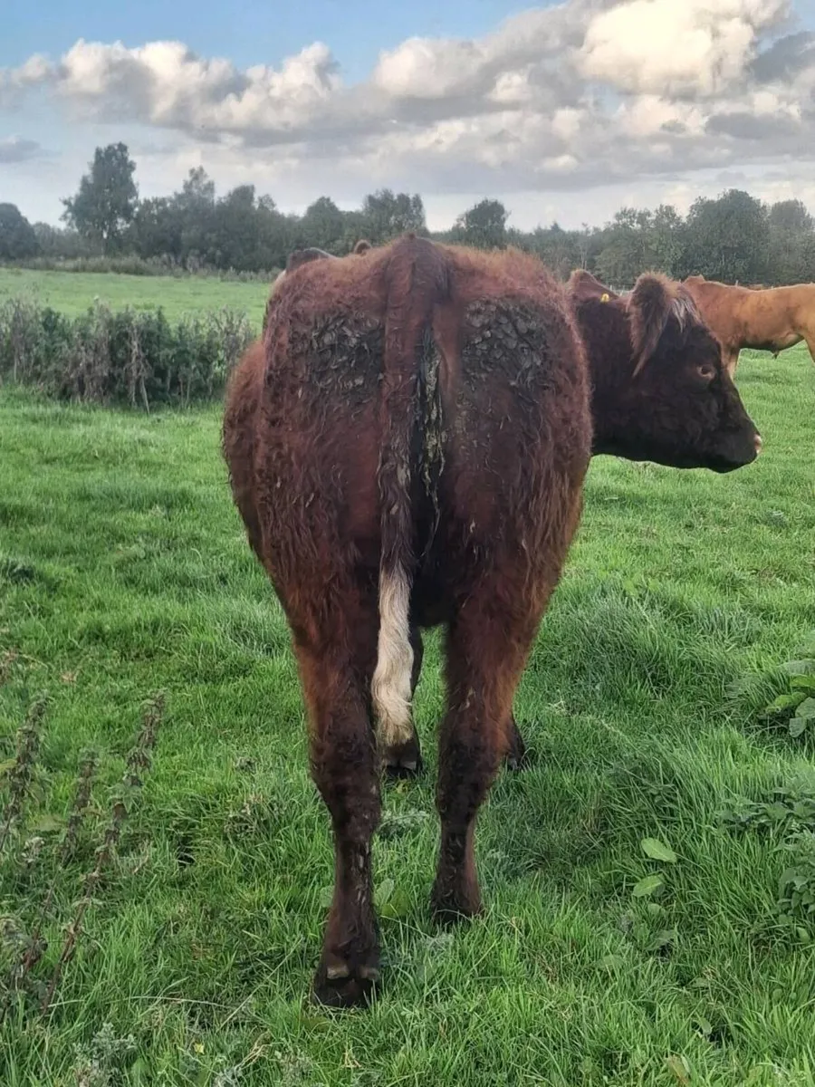 5 ⭐️ Pbnr  saler incalf heifer - Image 4