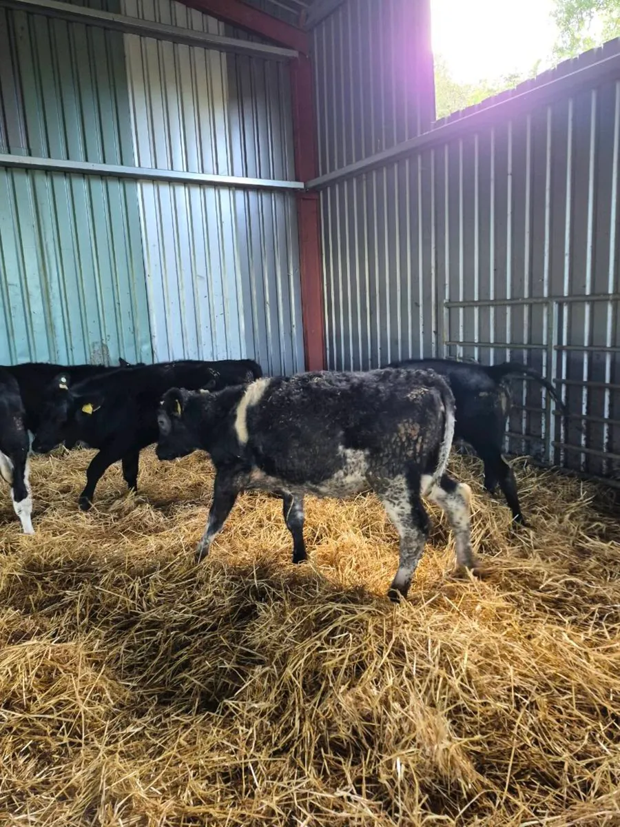 Bb, ,angus,heifer Calves - Image 3