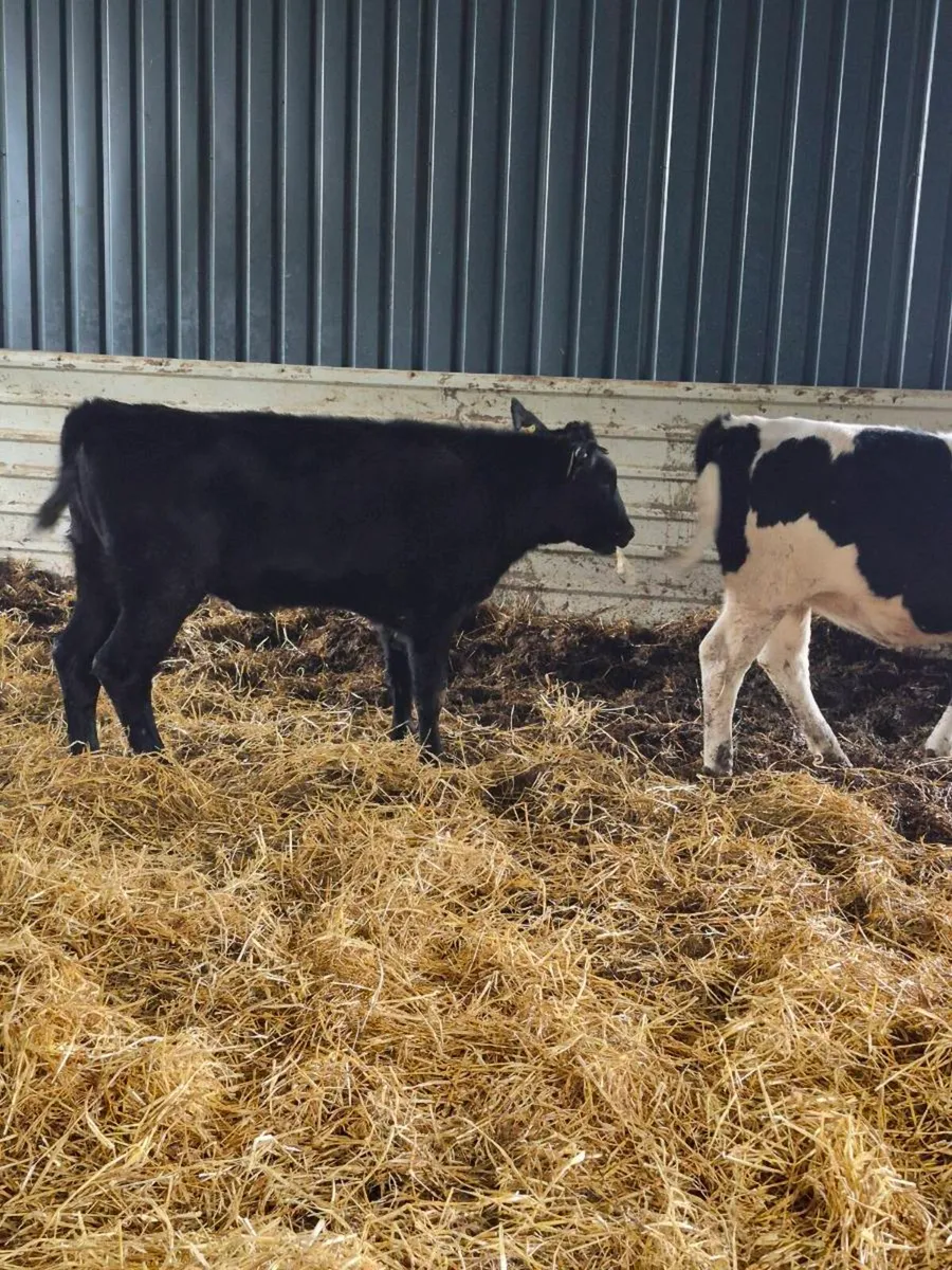 Bb, ,angus,heifer Calves - Image 4