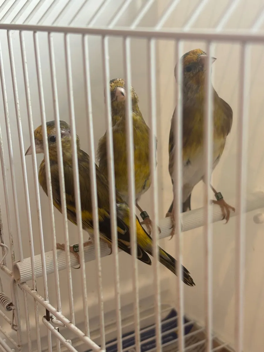 Goldfinch x Irish Fancy canary mules - Image 1