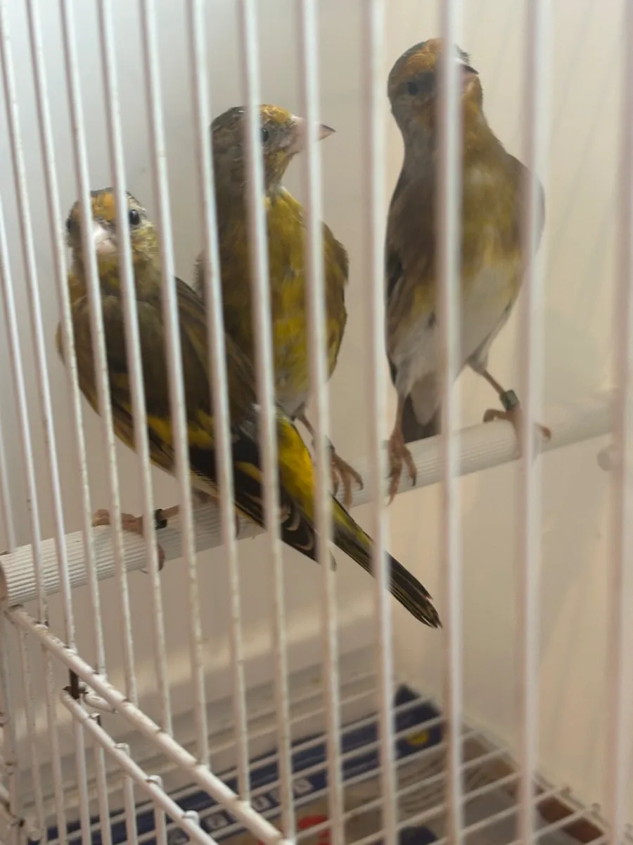 Goldfinch x Irish Fancy canary mules - Image 2