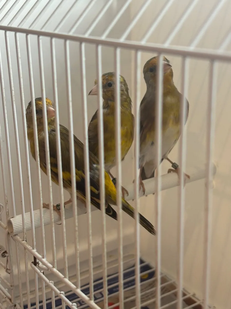 Goldfinch x Irish Fancy canary mules - Image 3