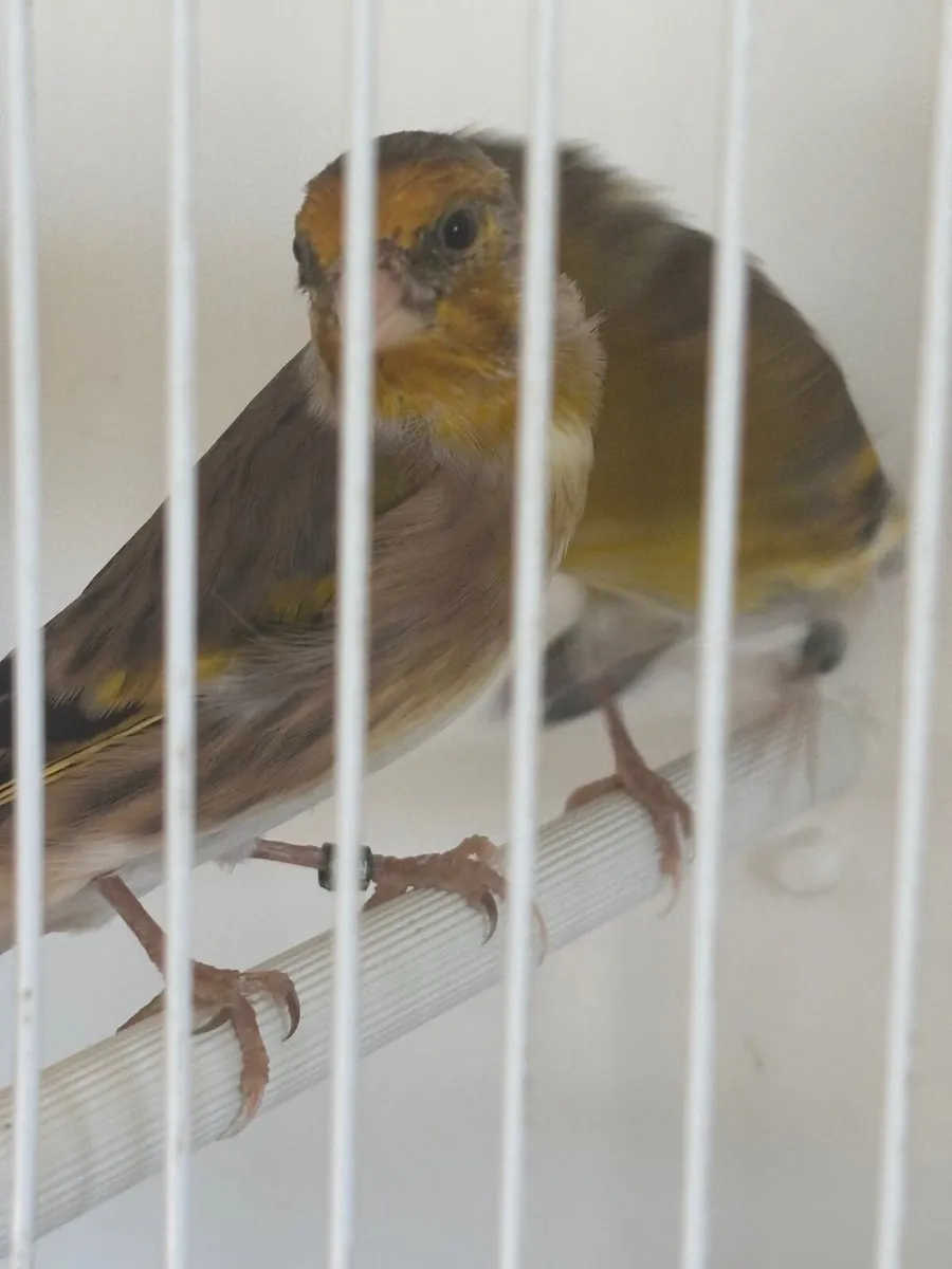Goldfinch x Irish Fancy canary mules - Image 4