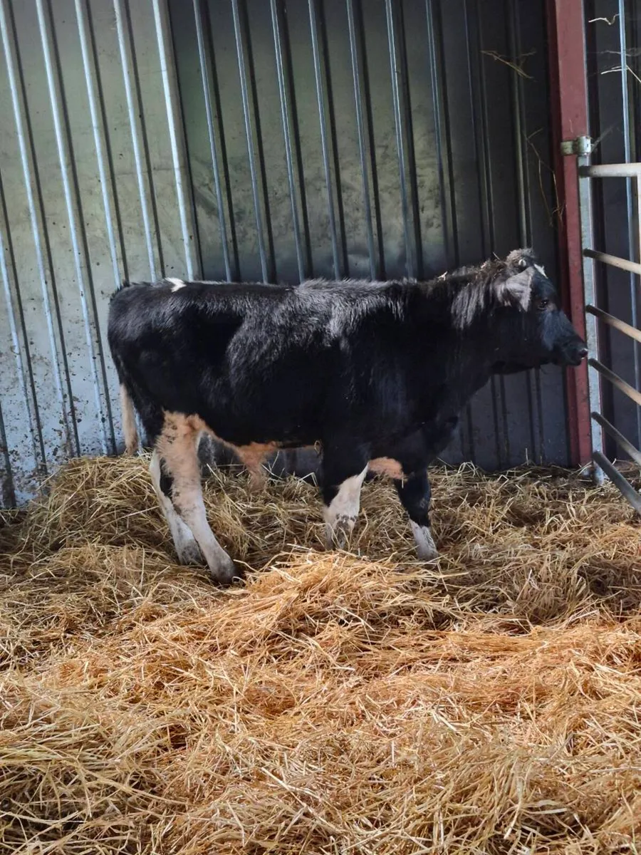 Short horn bulls - Image 2