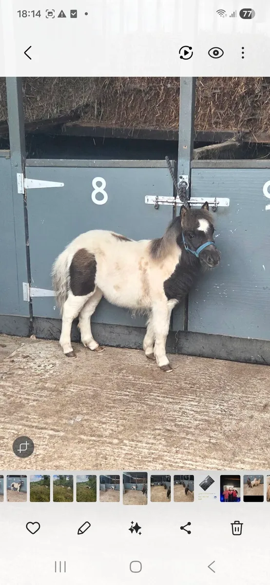 Miniature Foals - Image 4