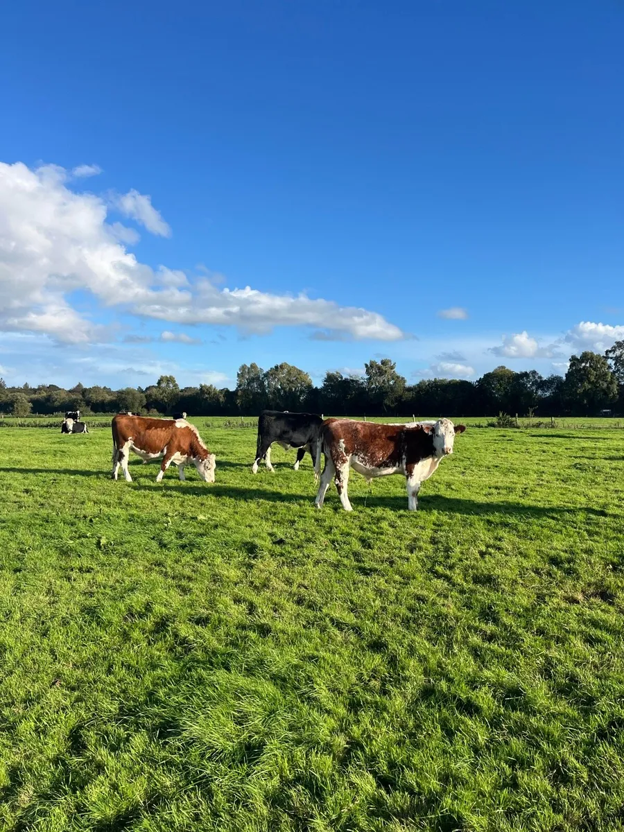 Store bullocks and heifers - Image 1