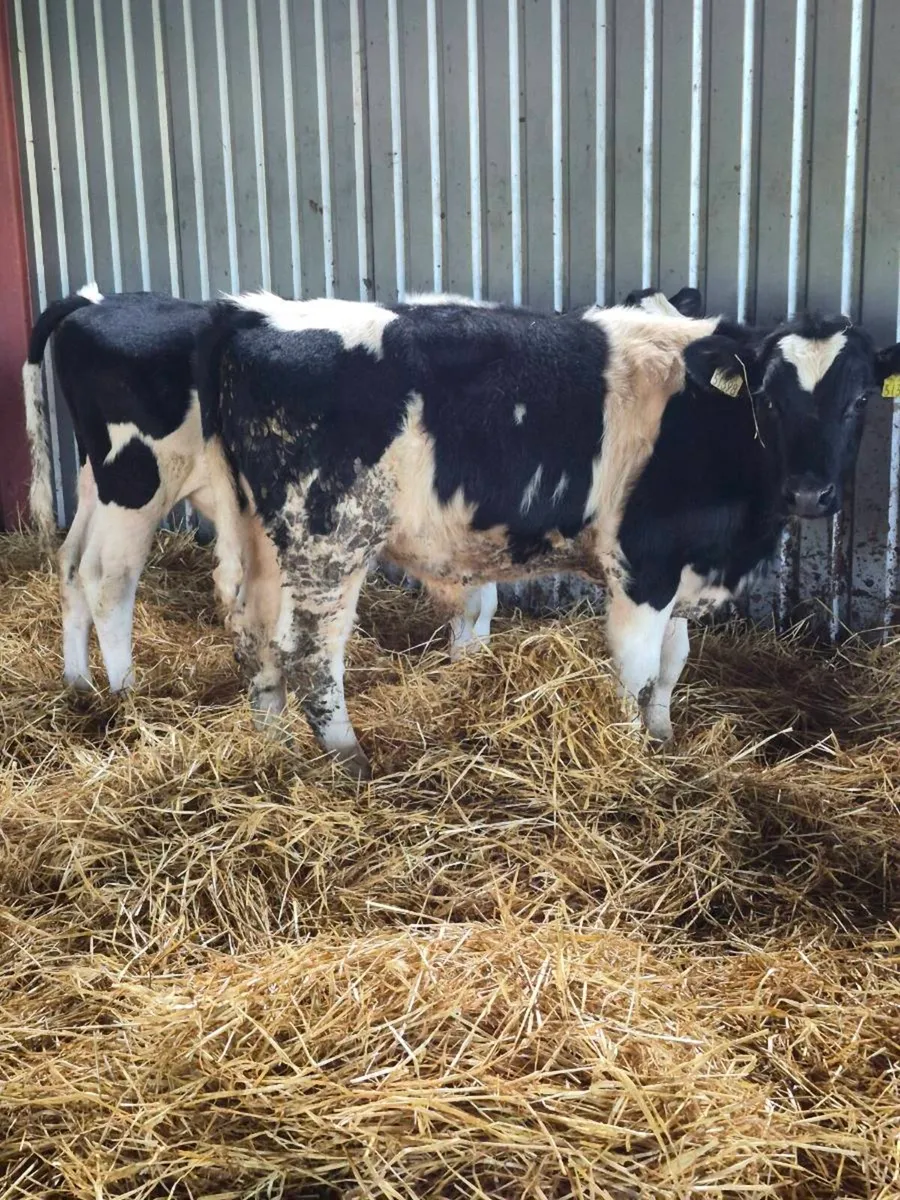 Short horn bulls - Image 1