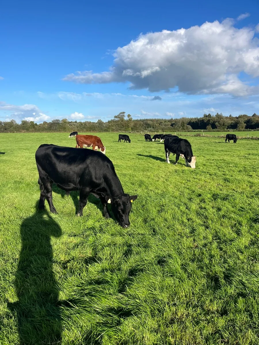 Store bullocks and heifers - Image 2