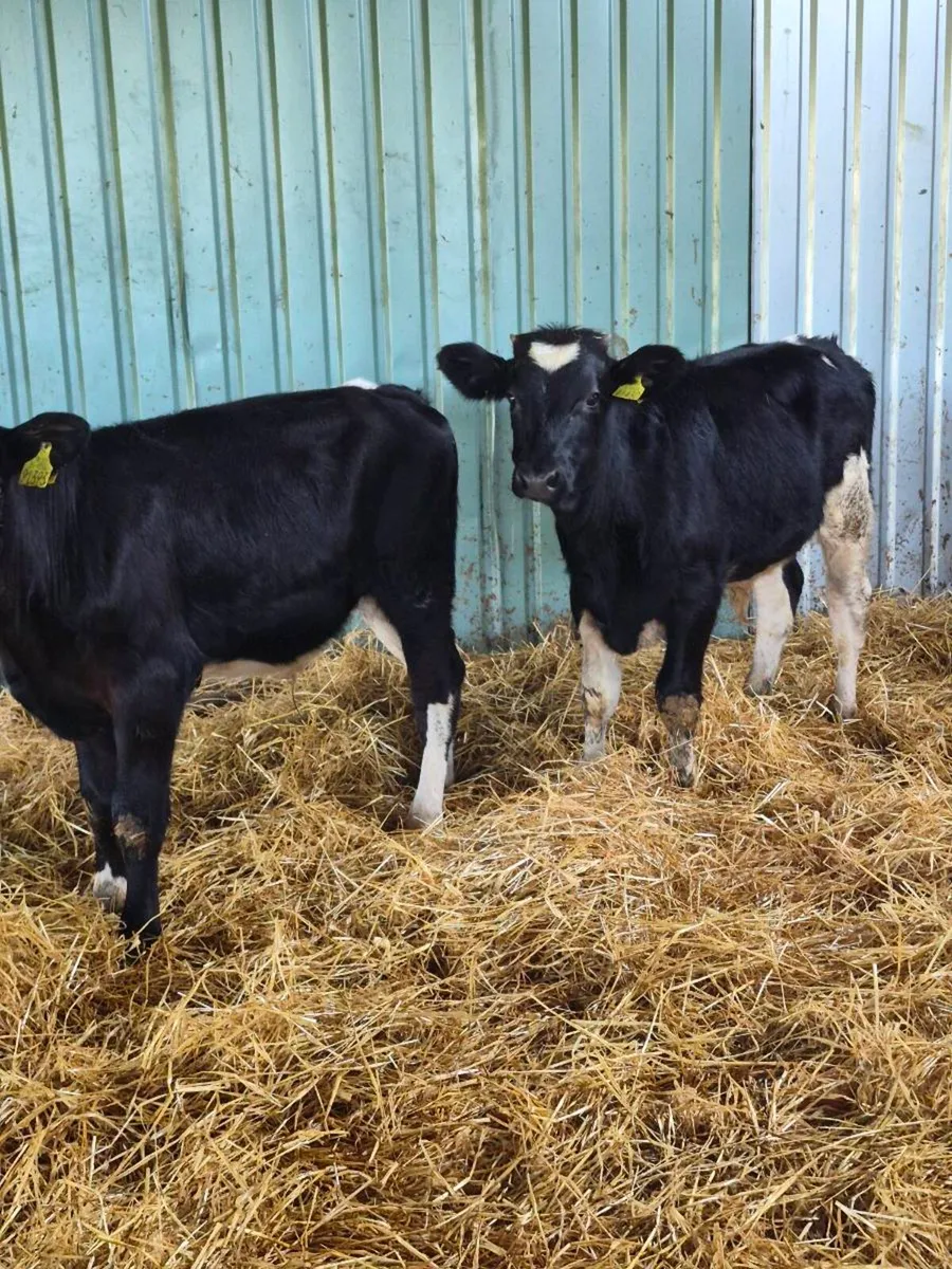 Short horn bulls - Image 3