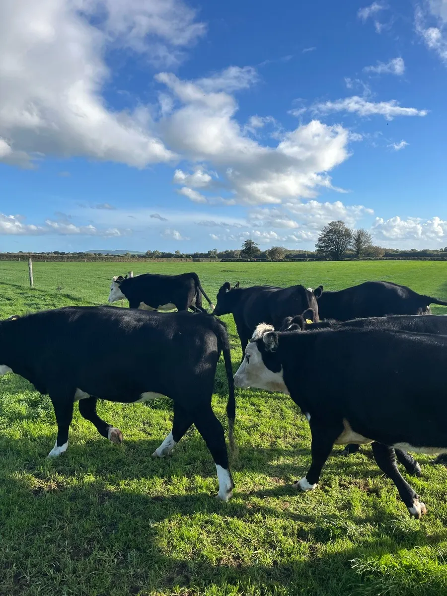 Store bullocks and heifers - Image 3