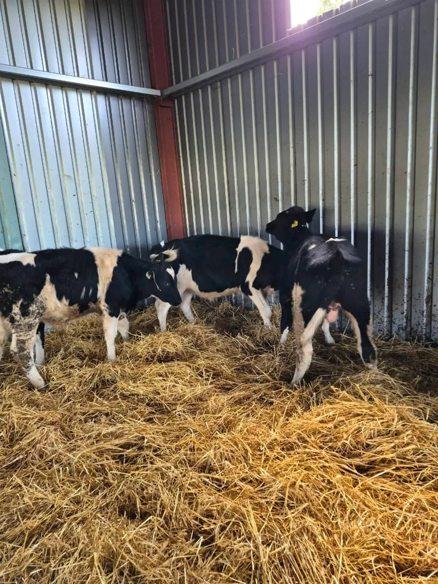 Short horn bulls - Image 4