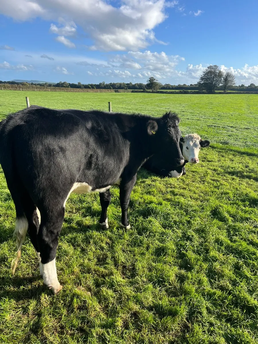 Store bullocks and heifers - Image 4