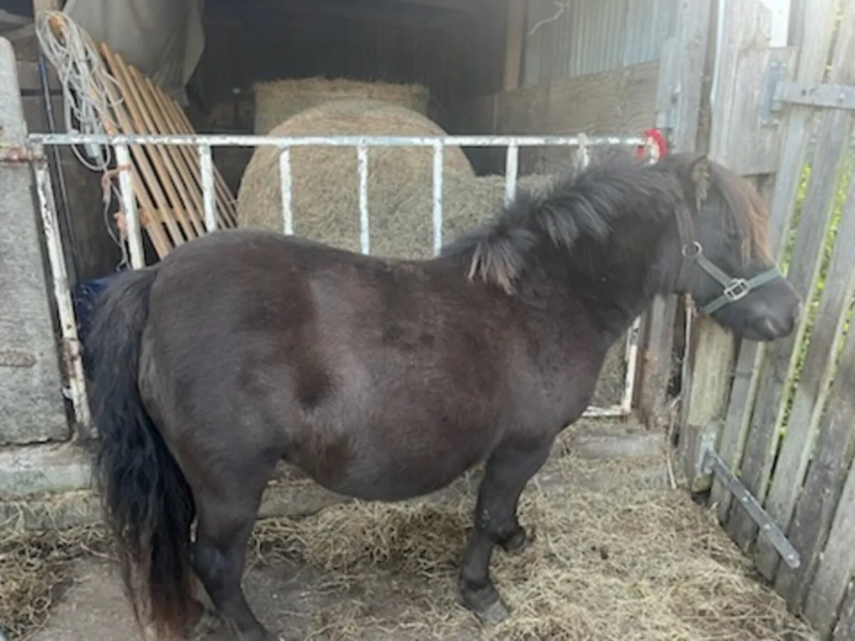 7 year old brooded mare - Image 1