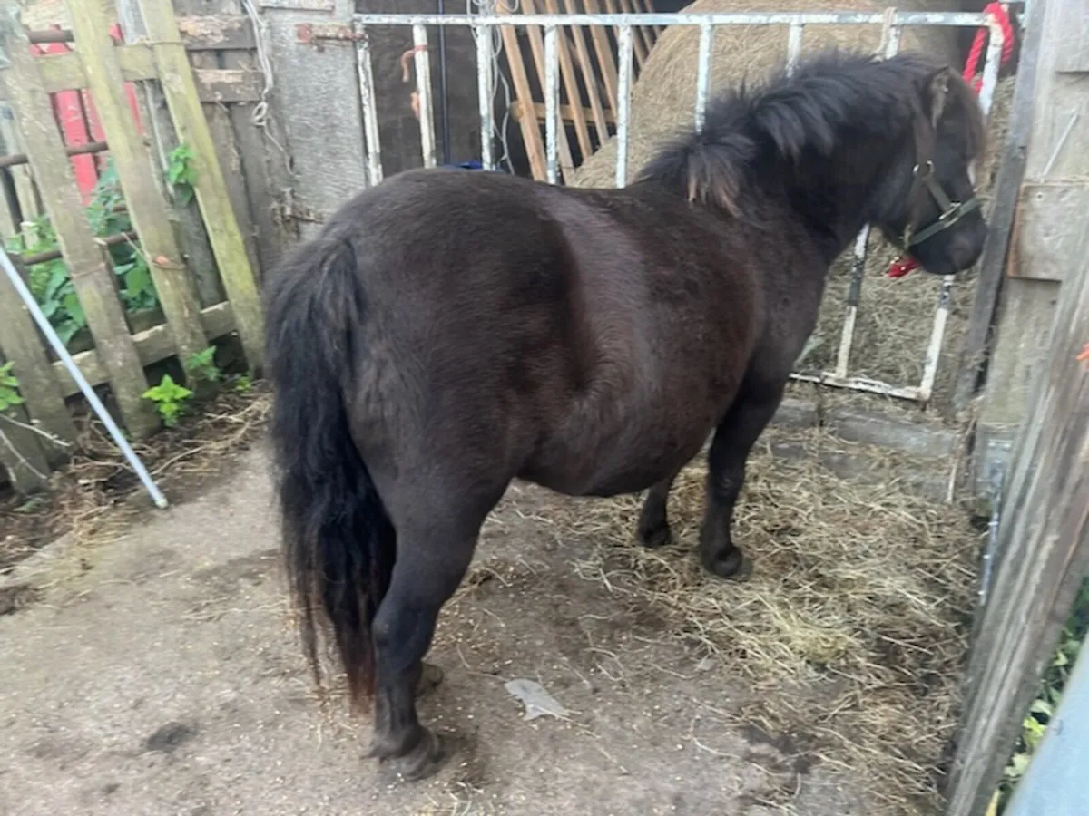 7 year old brooded mare - Image 2