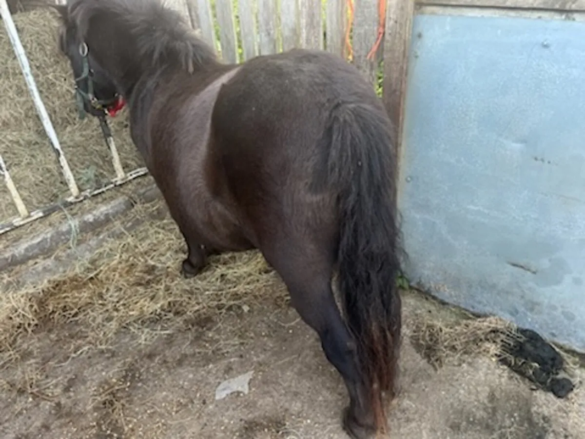 7 year old brooded mare - Image 3