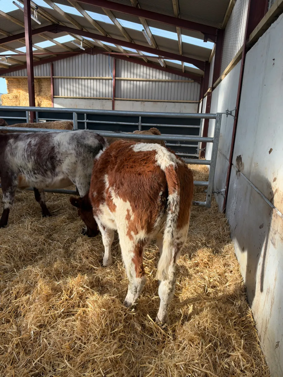 Lim and Hereford heifers - Image 4