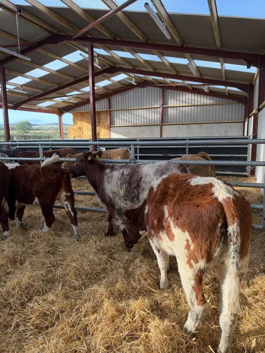 Lim and Hereford heifers - Image 3