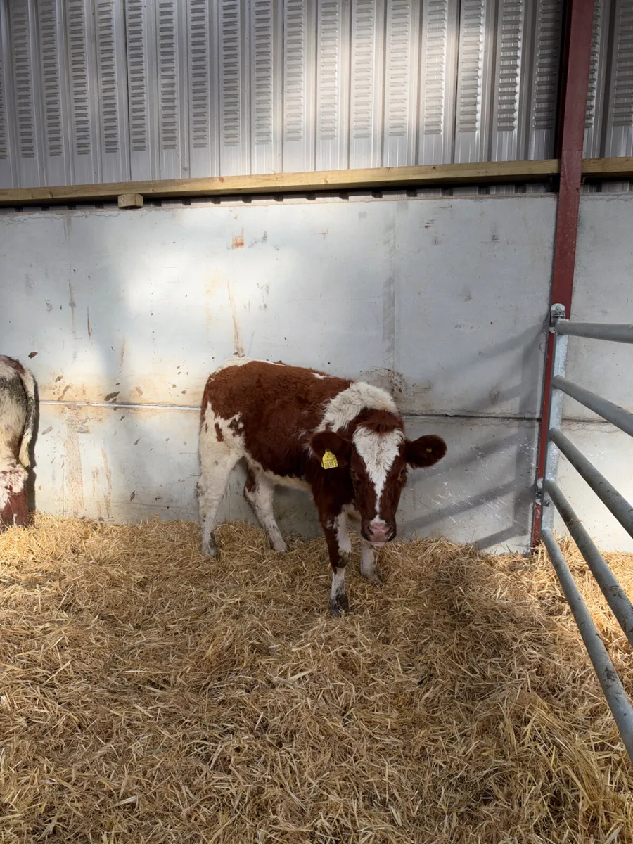 Lim and Hereford heifers - Image 1