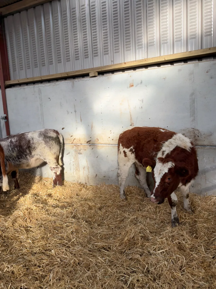 Lim and Hereford heifers - Image 2