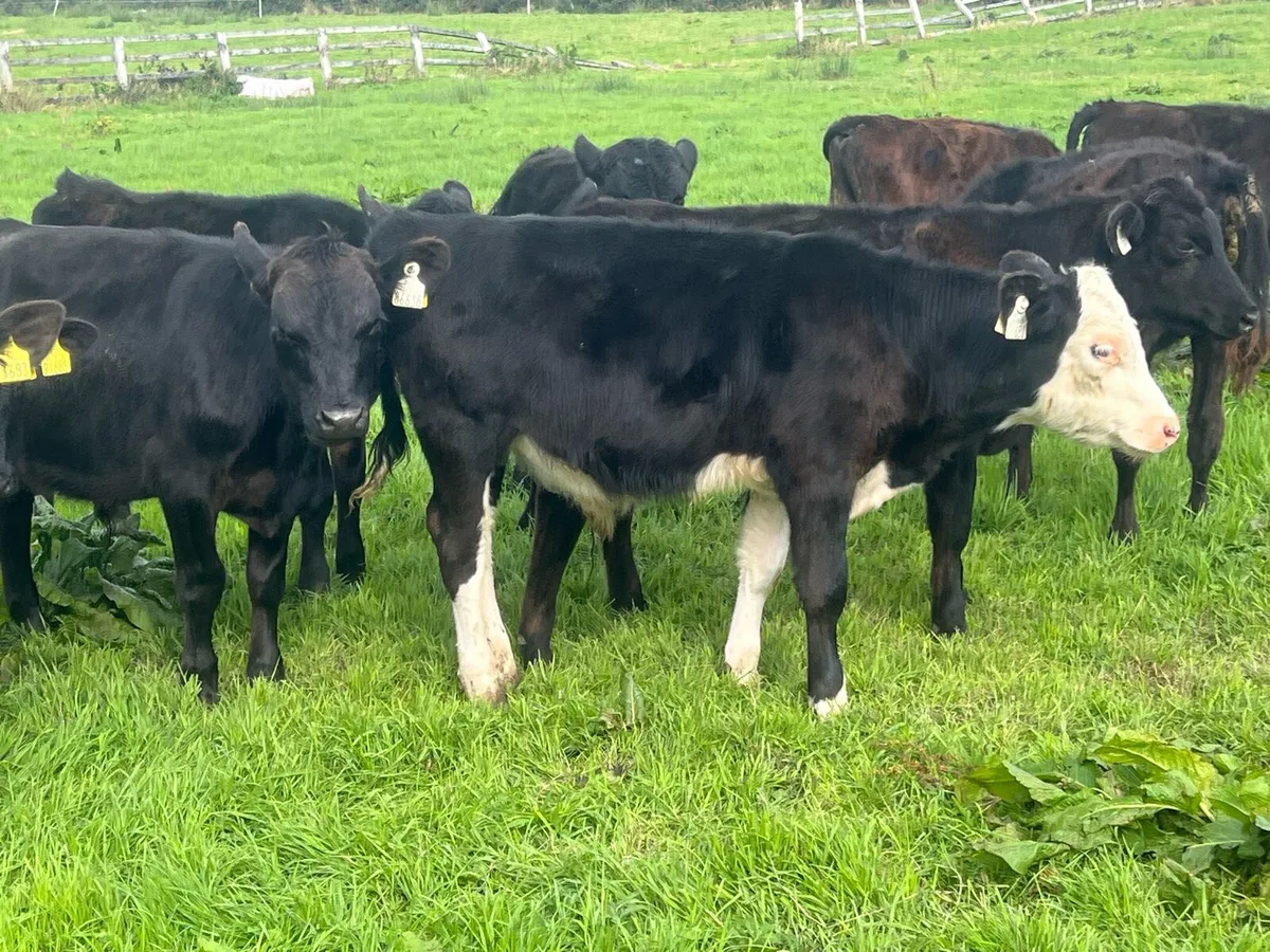 20 bulls - Image 1