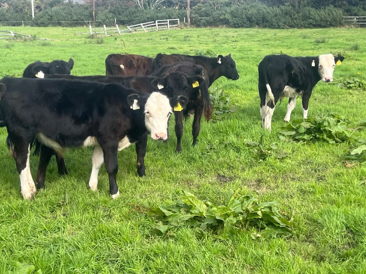 20 bulls - Image 2
