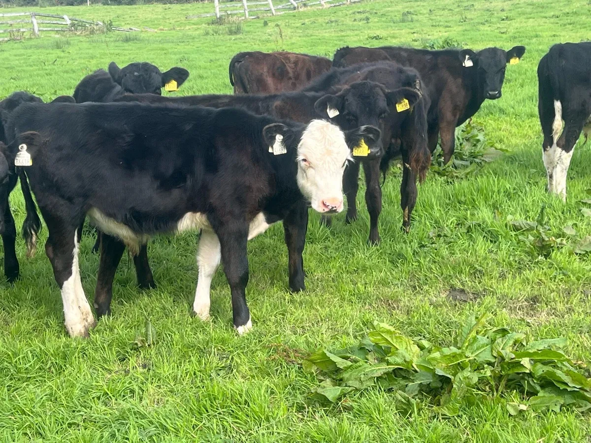 20 bulls - Image 3