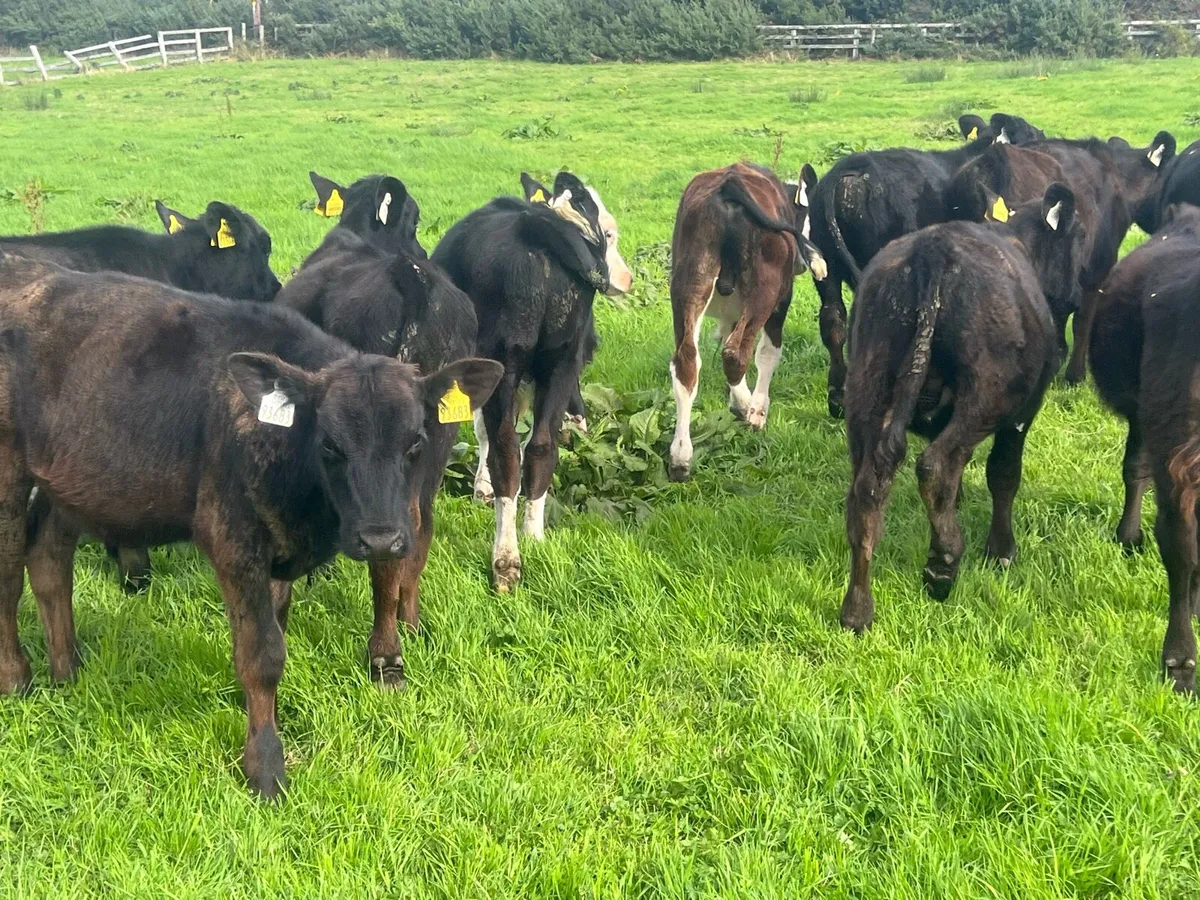 20 bulls - Image 4