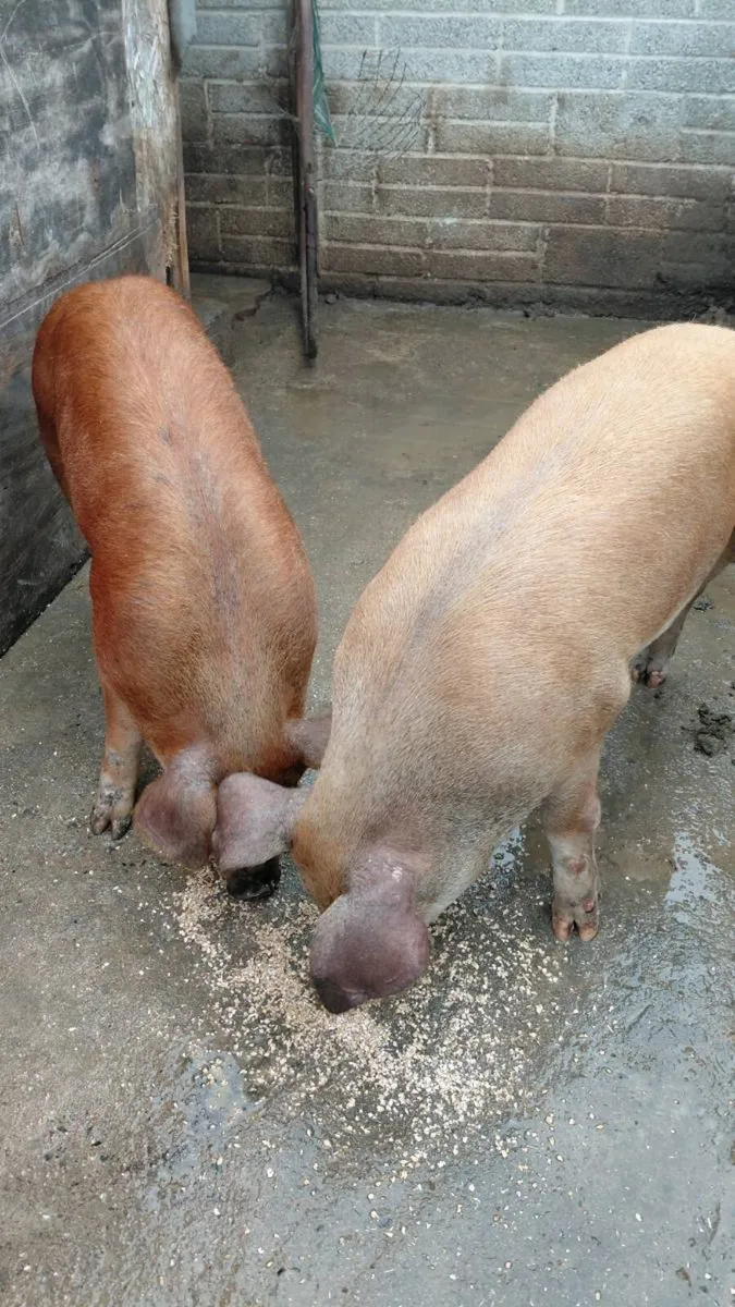Large white  x Duroc - Image 1