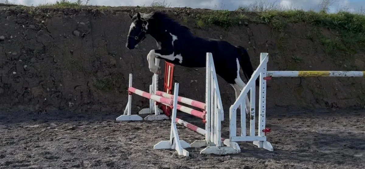 Flashy coloured mare - Image 1