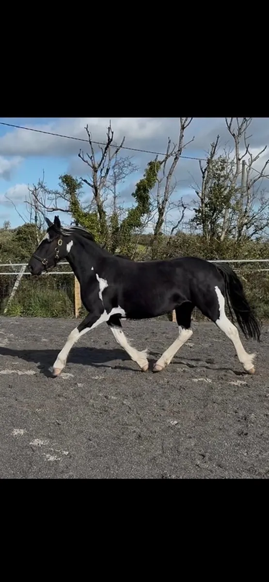 Flashy coloured mare - Image 2