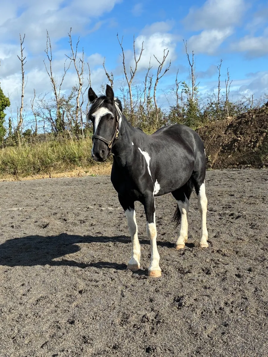Flashy coloured mare - Image 3