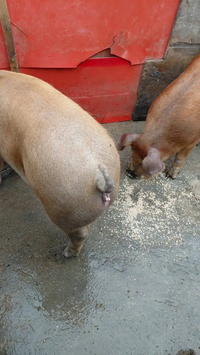 Large white  x Duroc - Image 4