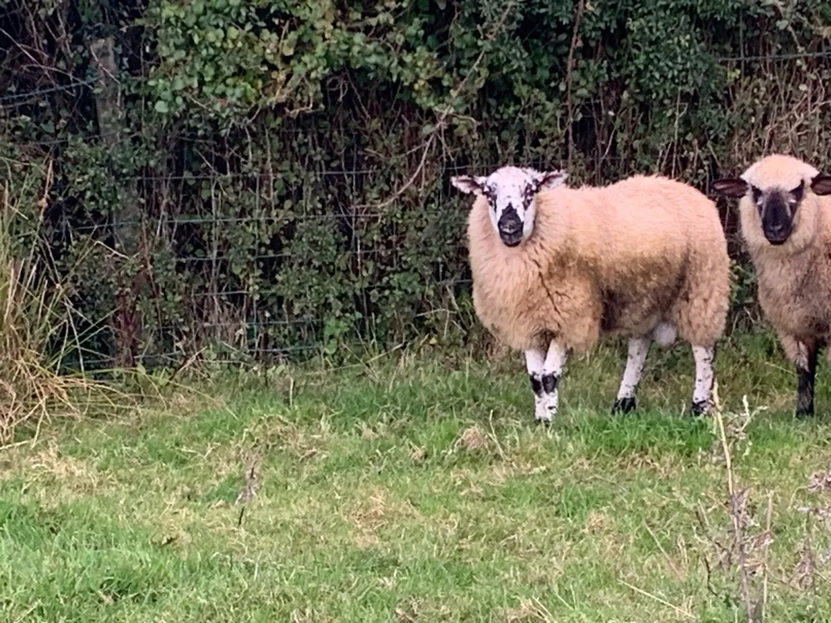 Brockey Ram Lamb - Image 1