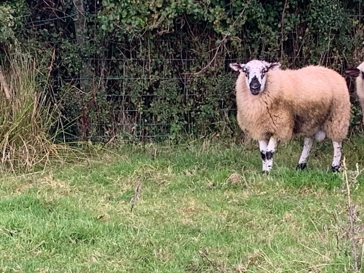 Brockey Ram Lamb - Image 2