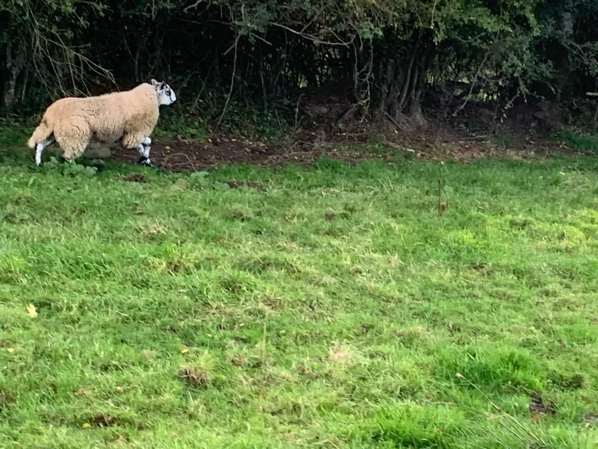 Brockey Ram Lamb - Image 3