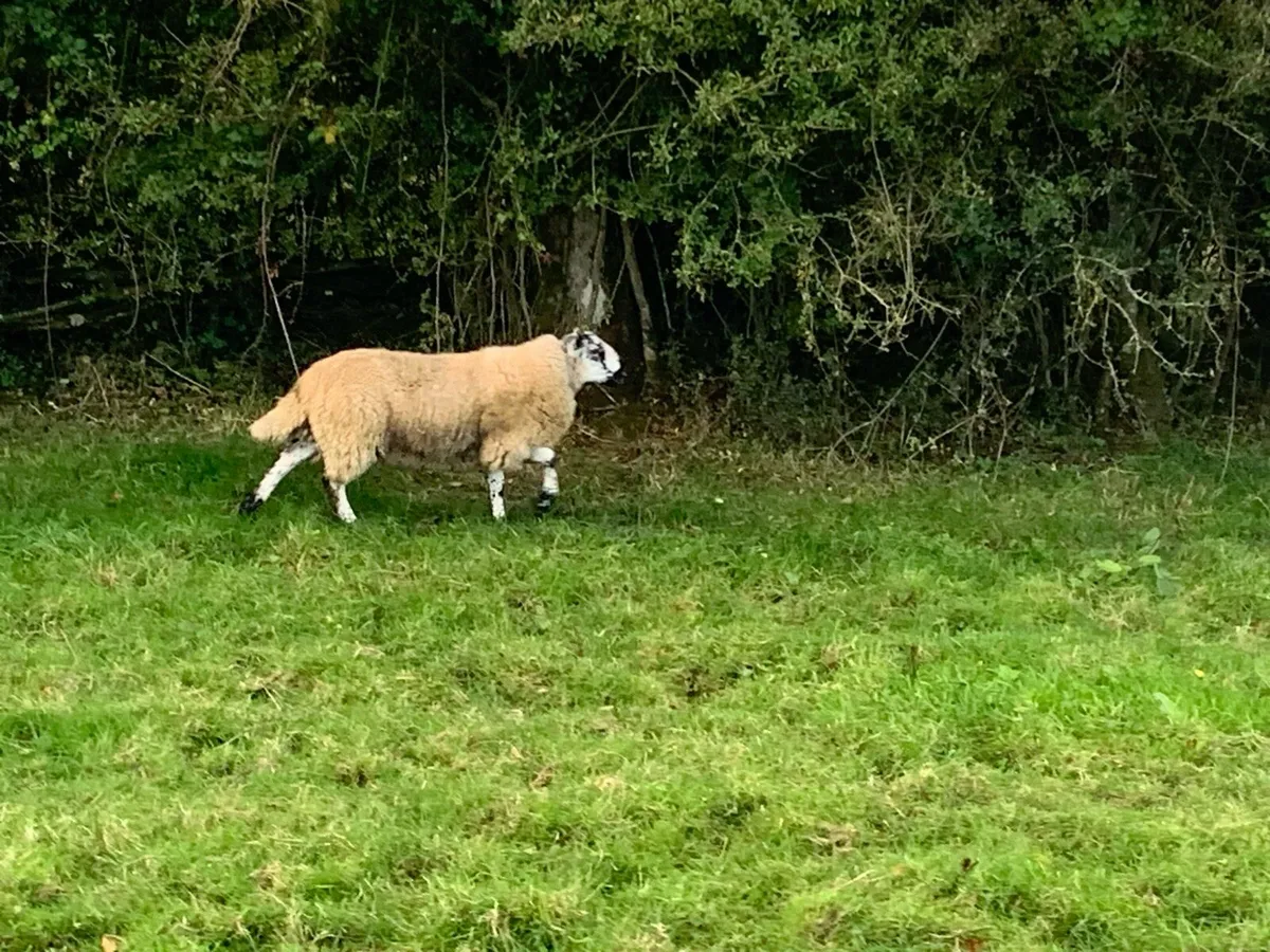 Brockey Ram Lamb - Image 4