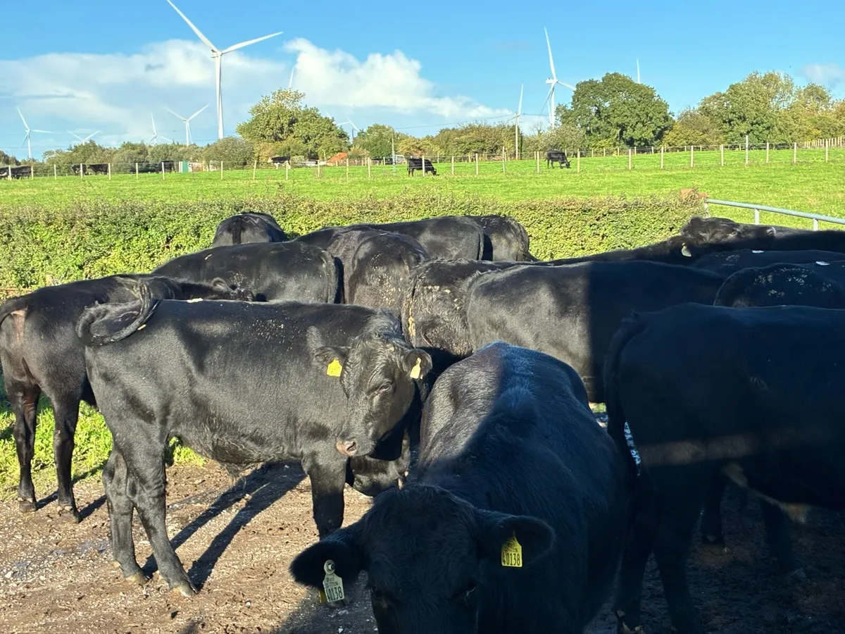 18 Angus bullocks 500 kg for sale - Image 1