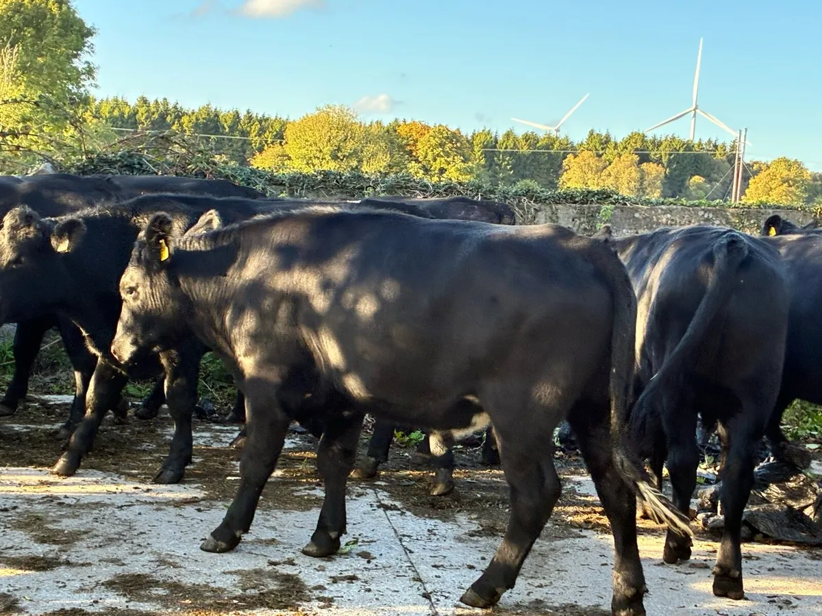 18 Angus bullocks 500 kg for sale - Image 2