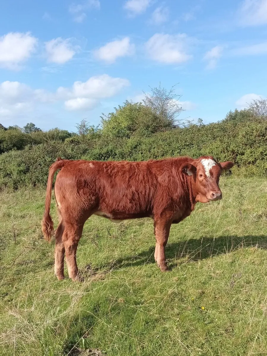 Gort Mart: Thursday 1st Oct - Image 3