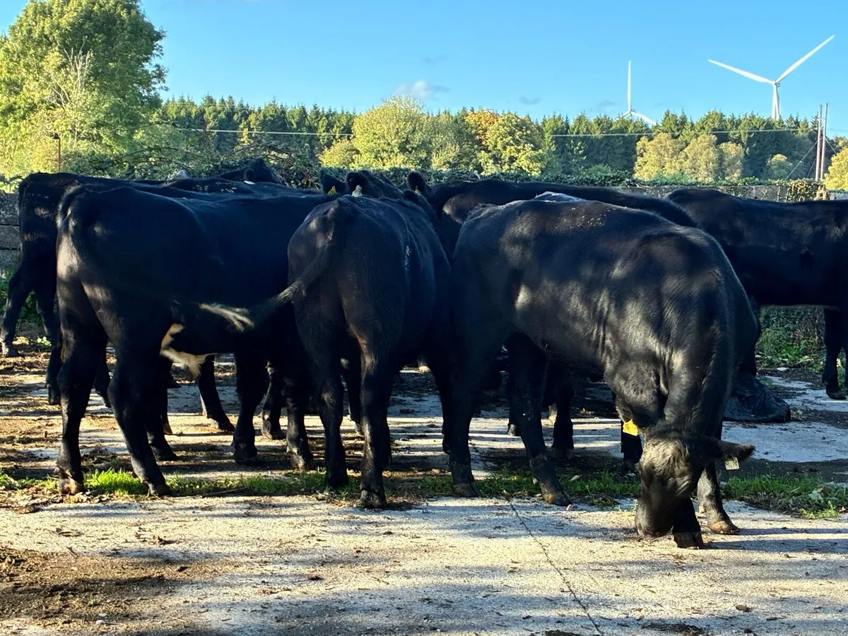18 Angus bullocks 500 kg for sale - Image 3