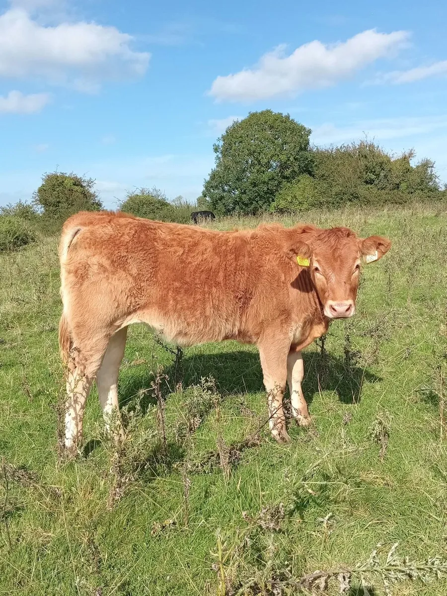 Gort Mart: Thursday 1st Oct - Image 4