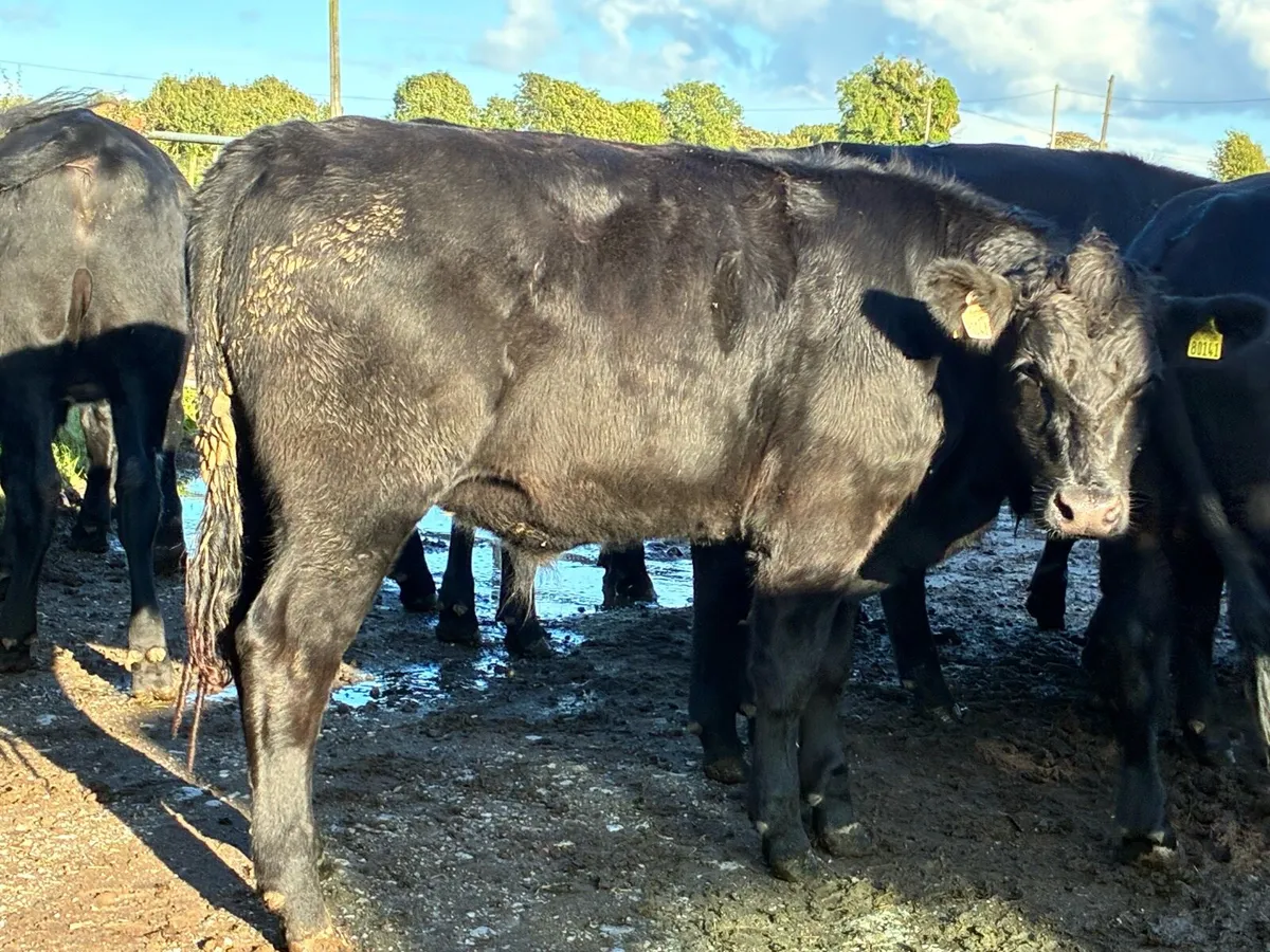 18 Angus bullocks 500 kg for sale - Image 4