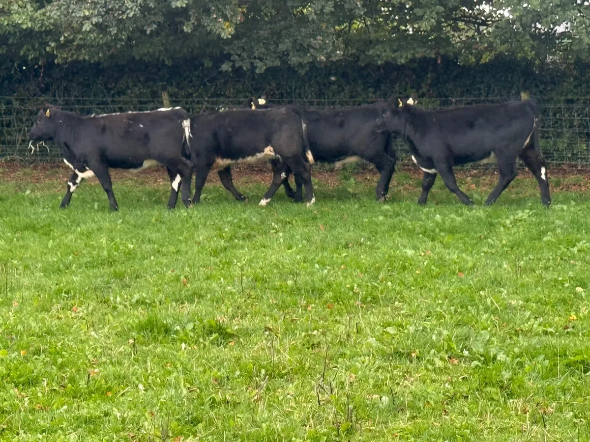 4 Suckler Bred Angus Heifer Weanlings - Image 2