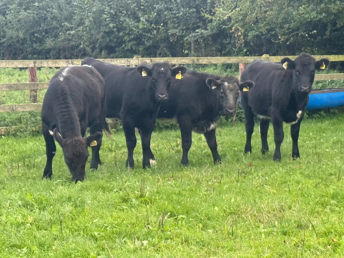 4 Suckler Bred Angus Heifer Weanlings - Image 3